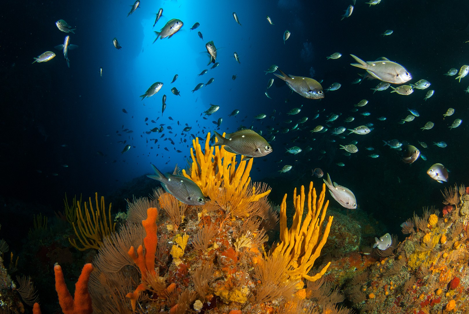o54i_Serenity – irene, nz, new, zealand, new zealand, dec16, sponge, garden, poor, knights, marine, reserve, northern, arch, two, spot, demoiselle, chromis, dispilus